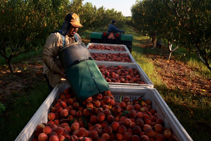 Man pours peaches into box in orchard